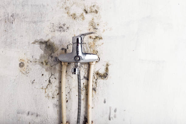 Best Residential Mold Removal  in Bushnell, IL
