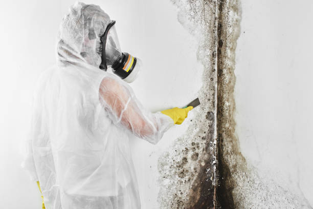 Best Mold Damage Repair  in Bushnell, IL