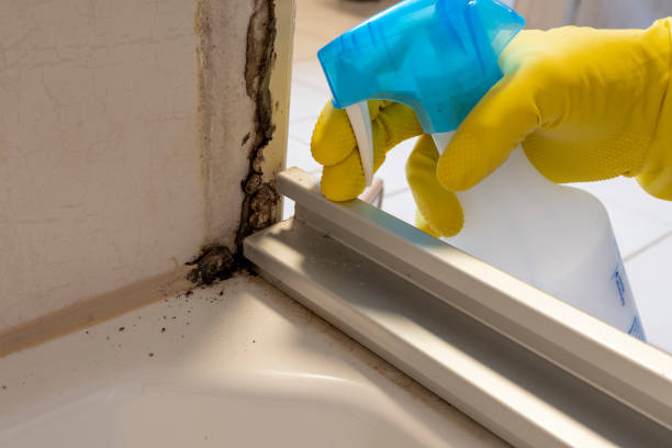 Best Commercial Mold Removal  in Bushnell, IL