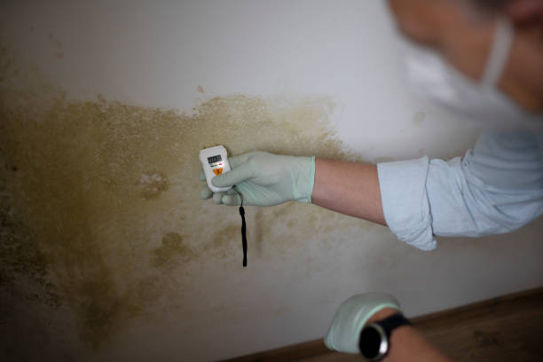 Best Mold Removal Company Near Me  in Bushnell, IL