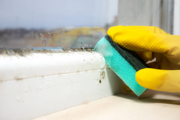 Home Mold Removal in Bushnell, IL