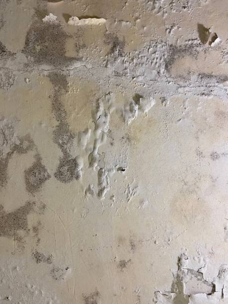 Best Emergency Mold Removal  in Bushnell, IL