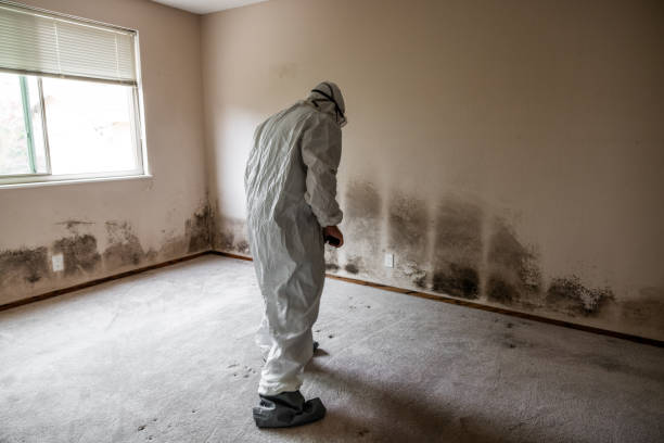 Best Home Mold Removal  in Bushnell, IL