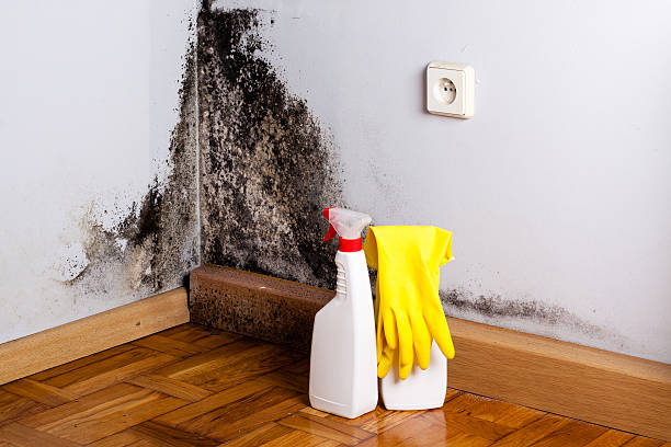 Professional Mold Removal in Bushnell, IL