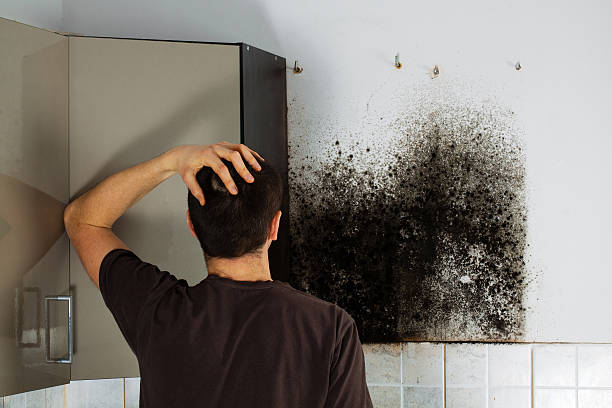Best Emergency Mold Removal  in Bushnell, IL
